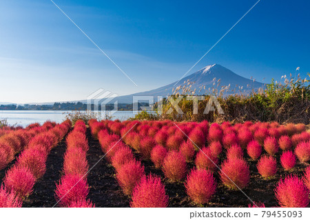 (Yamanashi Prefecture) Kawaguchiko Oishi Park: Kokia and Mt. Fuji glowing red in the morning light (Yamanashi Prefecture) Kawaguchiko Oishi Park: Kokia and Mt. Fuji glowing red in the morning light 79455093
