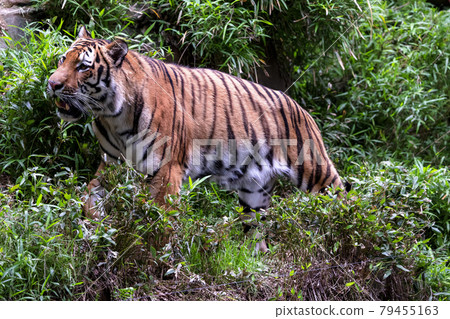 多摩動物公園阿穆爾虎 79455163