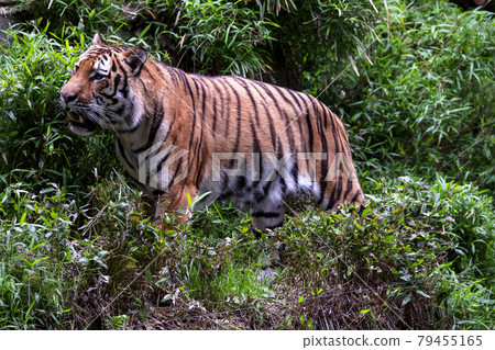 Tama Zoological Park Amur Tiger 79455165