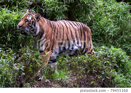 多摩動物公園阿穆爾虎 79455168