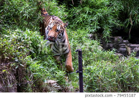 Tama Zoological Park Amur Tiger 79455187