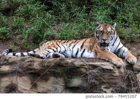 多摩動物公園阿穆爾虎 多摩動物公園阿穆爾虎 79455207