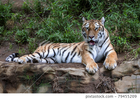 多摩動物公園阿穆爾虎 多摩動物公園阿穆爾虎 79455209