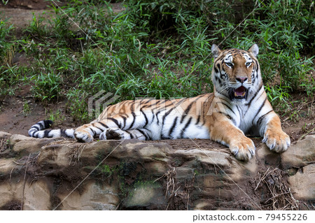 Tama Zoological Park Amur Tiger 79455226