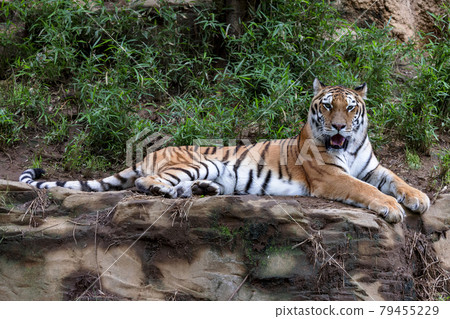 多摩動物公園阿穆爾虎 多摩動物公園阿穆爾虎 79455229