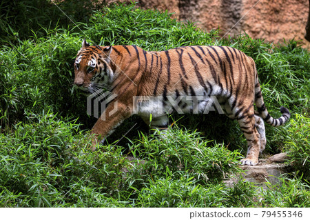 Tama Zoological Park Amur Tiger Tama Zoological Park Amur Tiger 79455346