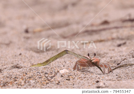 Ocypodidae 吃海藻 Ocypodidae 吃海藻 79455347