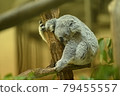 Koala sleeping comfortably 79455557