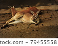 Kangaroo that seems to be lazy because of the rain 79455558