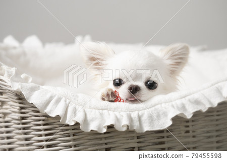 white long coat chihuahua