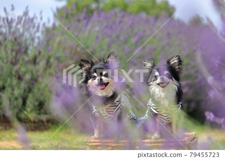 Two Chihuahuas and a lavender dog in full bloom 79455723