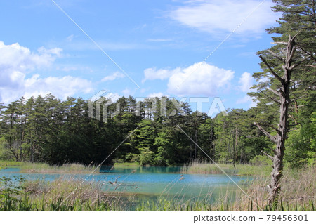 Kuchiki floating in Bentennuma 79456301