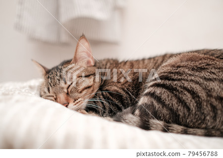 睡得很熟的虎斑貓 79456788