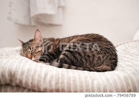 睡得很熟的虎斑貓 79456789