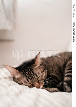 睡得很熟的虎斑貓 79456792