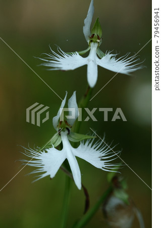 Flying white egret 79456941