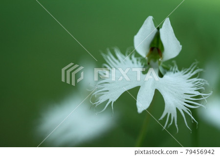 Flying white egret 79456942