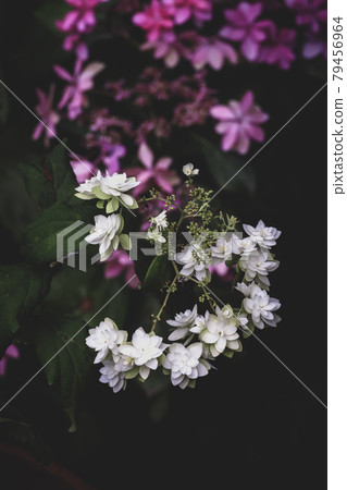 我不知道花的名字 我不知道花的名字 79456964