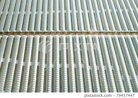 Top view of greenhouses in rows covered with transparent film for planting vegetables 79457447