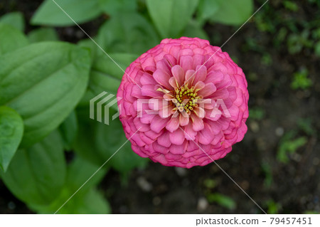 Botany flower 79457451