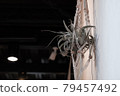 Plant hangings on dining room walls 79457492