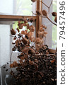 Dry plant decorations in cafe interior 79457496