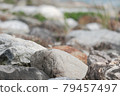 Stones with space for composition 79457497