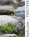 Green plants struggling to survive in the gaps between stones 79457498