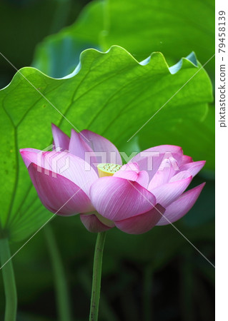 Holy flower 79458139