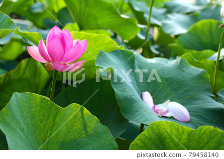 Holy flower 79458140