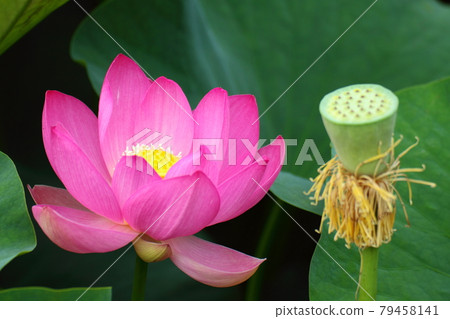 Holy flower 79458141