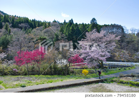 [Doshi Village, Yamanashi Prefecture] Cherry blossoms blooming along the Doshi River 79458180