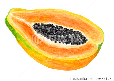 Watercolor illustration of papaya cut in half Watercolor illustration of papaya cut in half 79458197