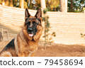 Portrait of a German shepherd in a park. Purebred dog. 79458694
