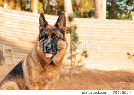 Portrait of a German shepherd in a park. Purebred dog. Portrait of a German shepherd in a park. Purebred dog. 79458694