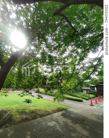 Sunbeams and Fukuzoin Sunbeams and Fukuzoin 79459305