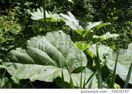 Rhubarb Farming Rhubarb Farming 79459797