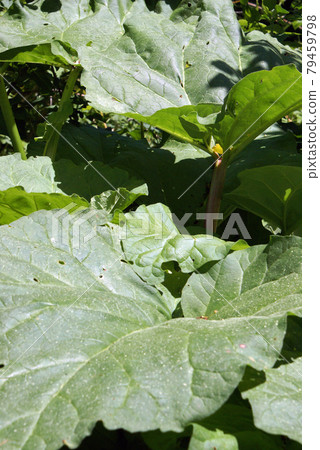 Rhubarb Farming 79459798