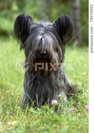 Sky Terrier dog walks in the Park in the summer. Sky Terrier dog walks in the Park in the summer. 79459983