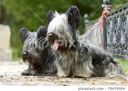 Two sky Terrier dogs walk in the Park in the summer 79459984