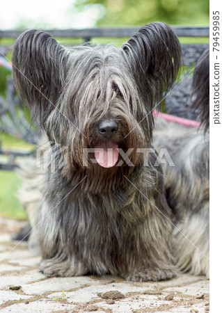 Sky Terrier dog walks in the Park in the summer. 79459985