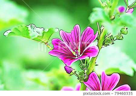 Pastel style "Mallow flower" illustration image Pastel style "Mallow flower" illustration image 79460335