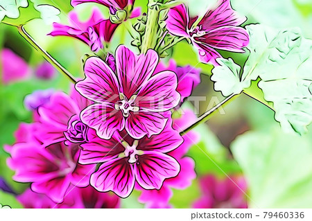 柔和的風格“錦葵花”插圖圖像 79460336