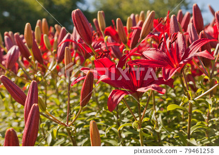 Red-purple daylilies flowers or Hemerocallis. Daylilies on green leaves background. Flower beds with flowers in garden. Closeup. Soft selective focus. Red Hemerocallis or Daylilies plant Red-purple daylilies flowers or Hemerocallis. Daylilies on green leaves background. Flower beds with flowers in garden. Closeup. Soft selective focus. Red Hemerocallis or Daylilies plant 79461258