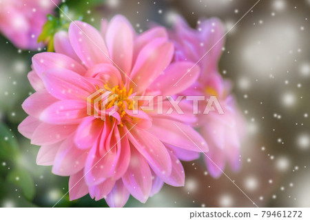 Pink Chrysanthemum Flower in Garden. Vintage style. 79461272
