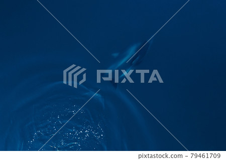 Aerial view of couple bottlenose dolphins in sea. Aquatic animal underwater in open sea Aerial view of couple bottlenose dolphins in sea. Aquatic animal underwater in open sea 79461709