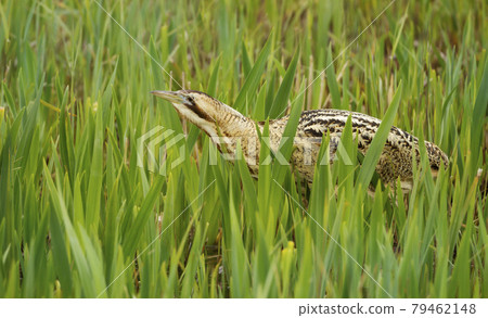 Close up of an Eurasian great bittern in reeds Close up of an Eurasian great bittern in reeds 79462148