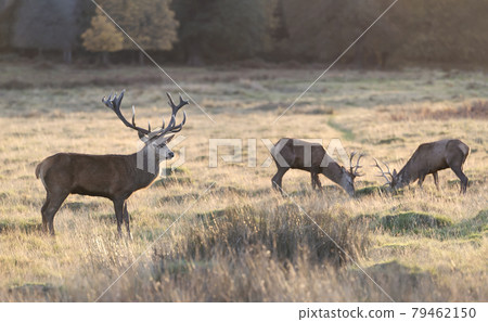 Red deer stags during a rutting season in autumn 79462150