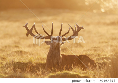 Red deer stag calling at sunrise Red deer stag calling at sunrise 79462151