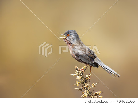 Close up of a calling Dartford warbler Close up of a calling Dartford warbler 79462160